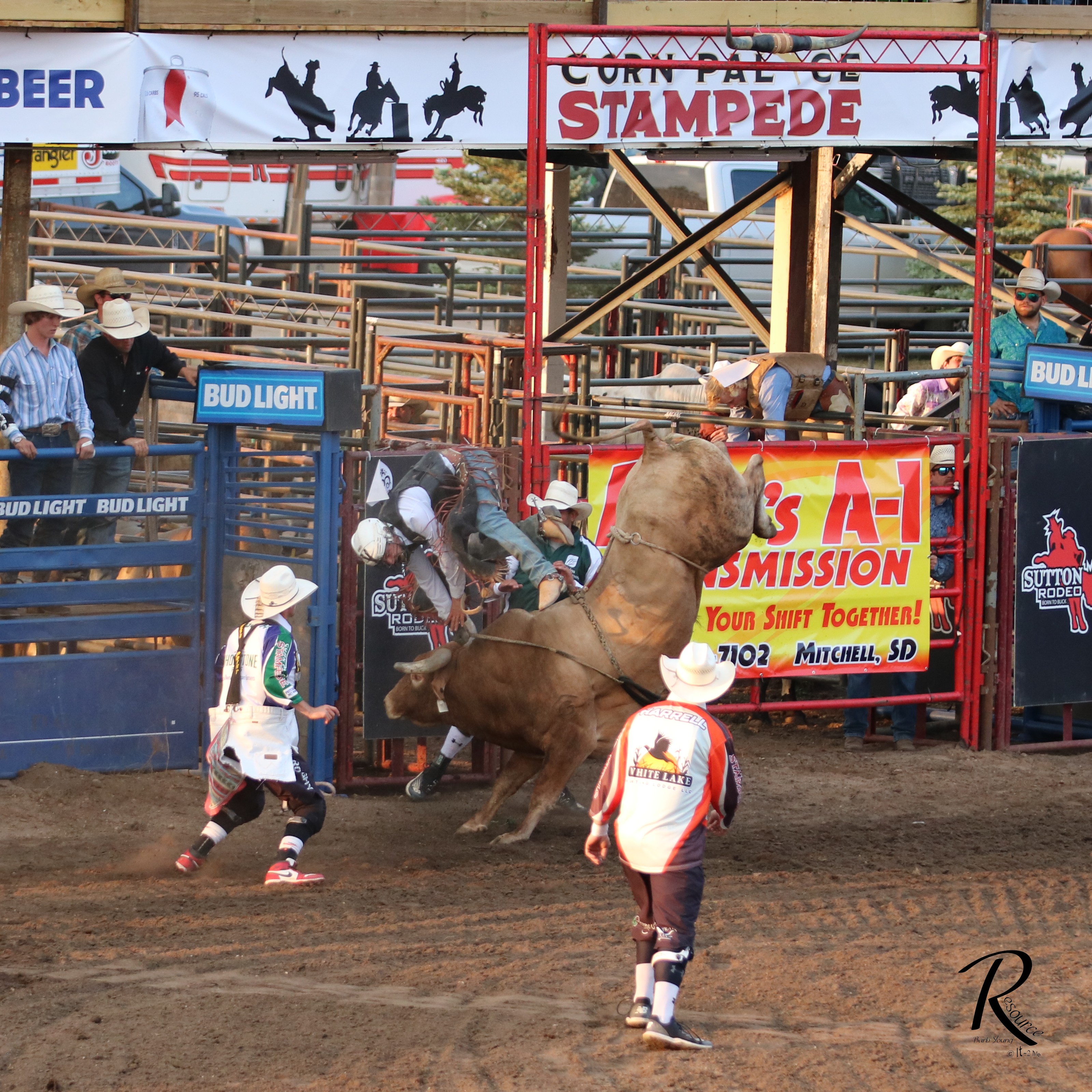 Bulls Image